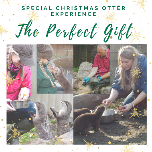 Special Christmas Otter Experience Gift Pack