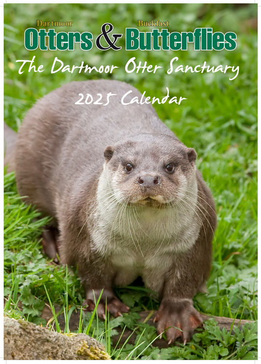 Otters & Butterflies 2025 Calendar