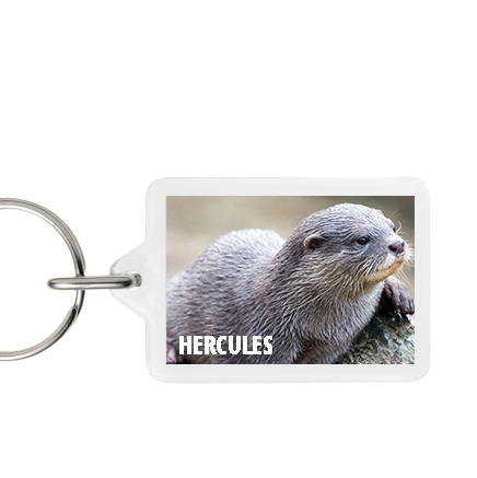 Otter Sanctuary Key rings