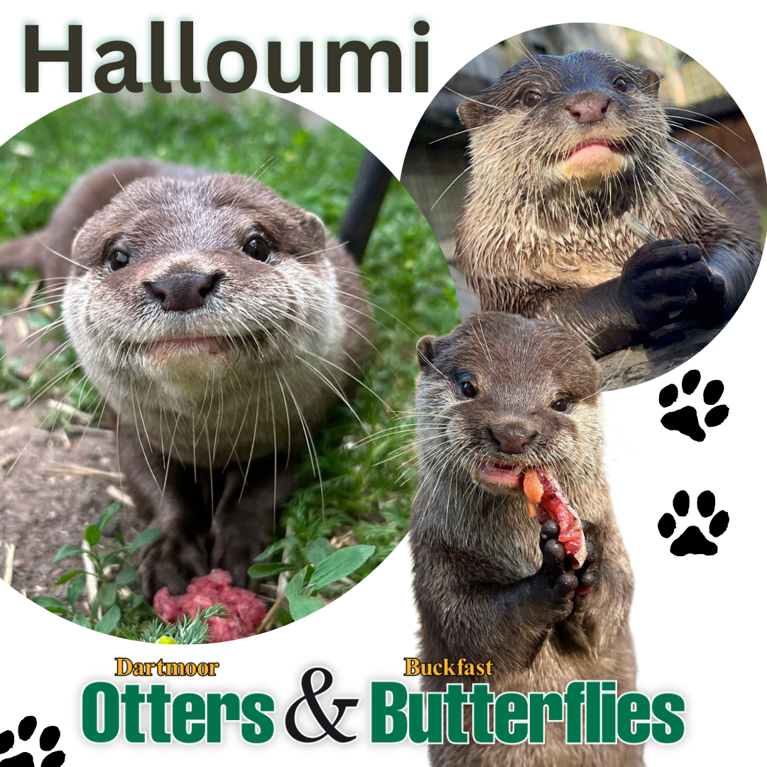 Adopt Halloumi