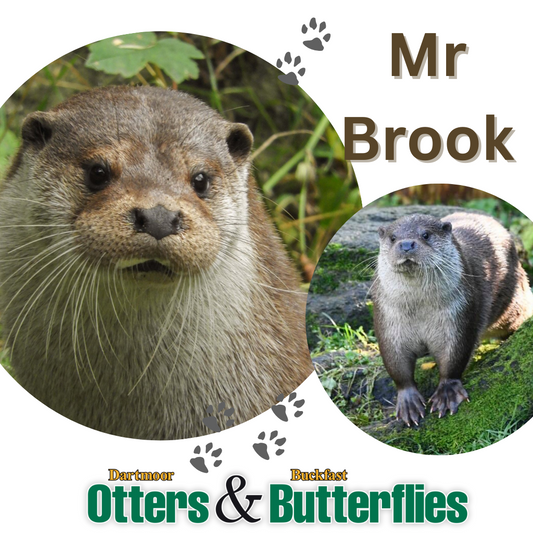 Adopt Mr Brook