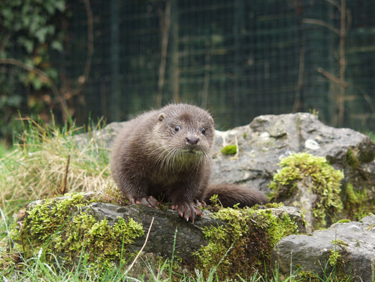 Dartmoor Otter Sanctuary Donations