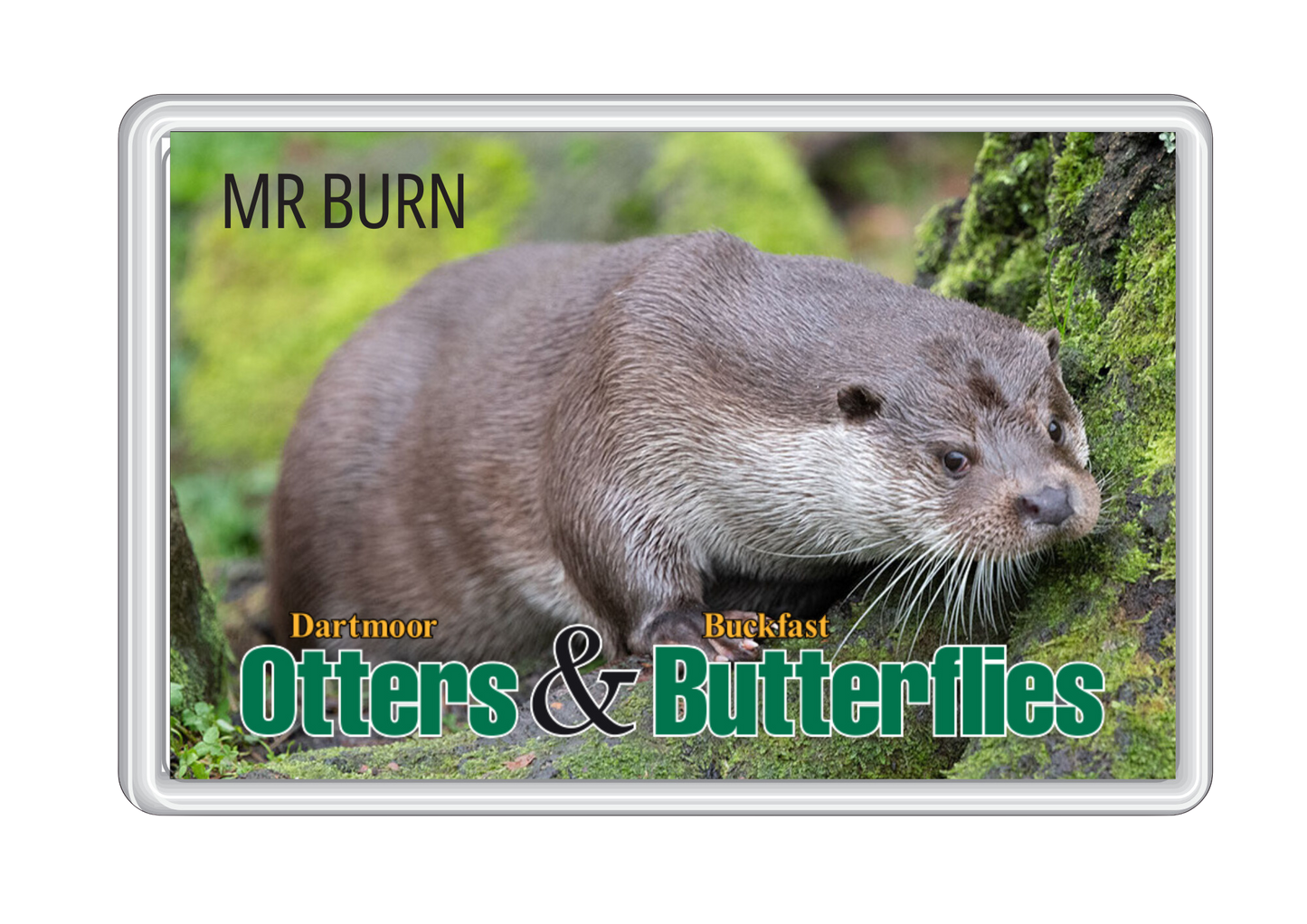 Dartmoor Otter Sanctuary Magnets