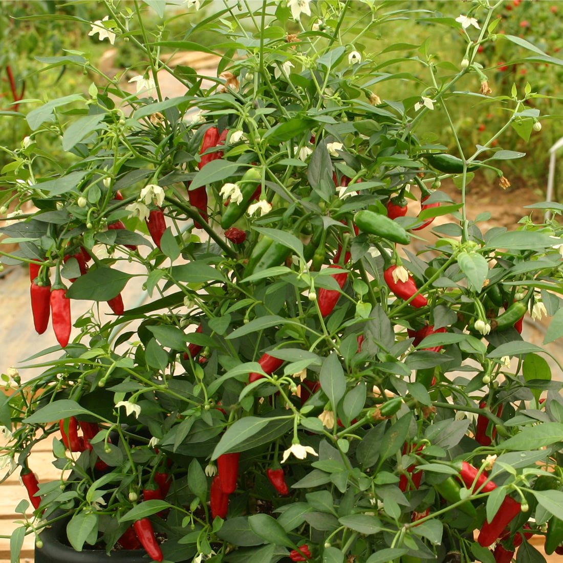 All in one Chilli Growing Kit